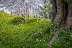 Armentara wild flower meadows, Dolomites