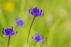 Armentara wild flower meadows, Dolomites