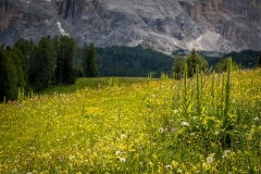 Armentara wild flower meadows, Dolomites