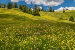 Armentara wild flower meadows, Dolomites