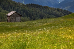 Armentara wild flower meadows, Dolomites
