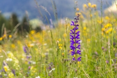 Armentara wild flower meadows, Dolomites
