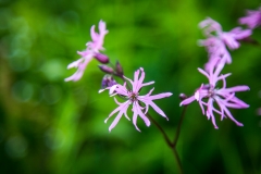 Ragged Robin