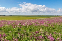 Bempton-9-34