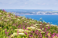 Bempton Cliffs