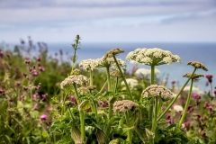 Bempton Cliff
