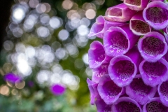Foxglove