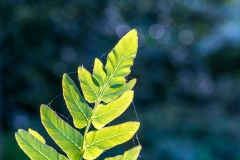Fern frond