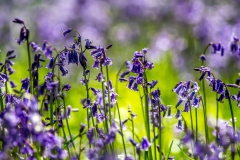 Bluebells, Beverley Westwood