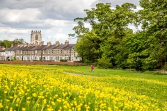 Buttercups, Beverley Westwood