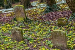 Aconites, Bishop Wilton