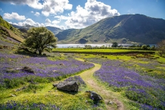 Rannerdale bluebells