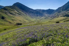 Bluebells above Buttermere