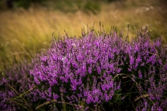Chatsworth heather