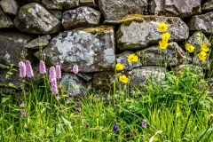 Clough Head wild flowers