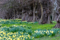 Constable Burton daffodils