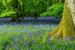 Bluebells, Flakebridge Wood