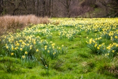 Farndale daffodils