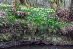 Farndale daffodils