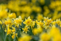 Farndale daffodils