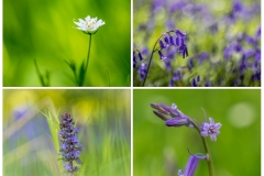 Flakebridge Woods - stitchwort, bugle and bluebell