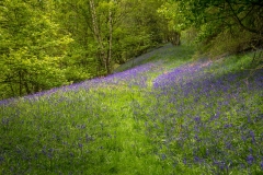 Flakebridge Wood, bluebells