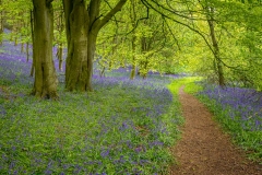 Flakebridge Wood, bluebells