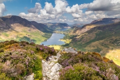 Heather on Fleetwith Pike