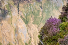 Heather on Fleetwith Pike