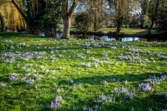 Crocus, West Ayton