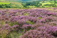 Goathland heather