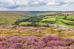 Goathland heather
