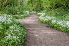 Wild garlic, Grosmont Rail Trail