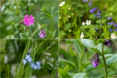 Grosmont Rail Trail wild flowers