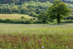 Near Hackness, North Yorkshire