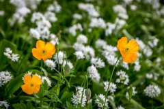 Poppy and wild garlic at Holehird