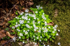 Wood Sorrel, Holme Wood