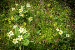 Primrose, Holme Wood