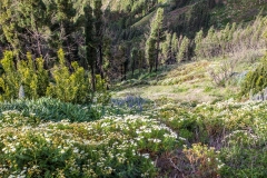 Garajonay National Park, La Gomera