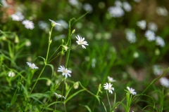 Stitchwort, Lanthwaite Wood
