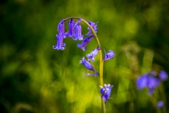 Bluebell, Lanthwaite Wood