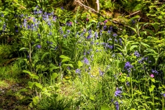 Lanthwaite Wood
