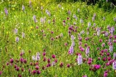 Clover, Northern Lake District