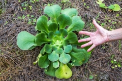 House leek, La Gomera