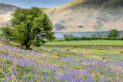 Rannerdale bluebells