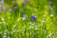 Bluebell and stitchwort, Holme Wood