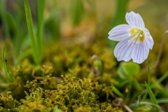 Wood Anemone, Loweswater