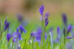 Bluebells, Loweswater