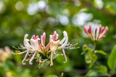 Honeysuckle, Loweswater