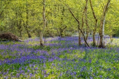Bluebells, North Cliffe Wood, East Yorkshire